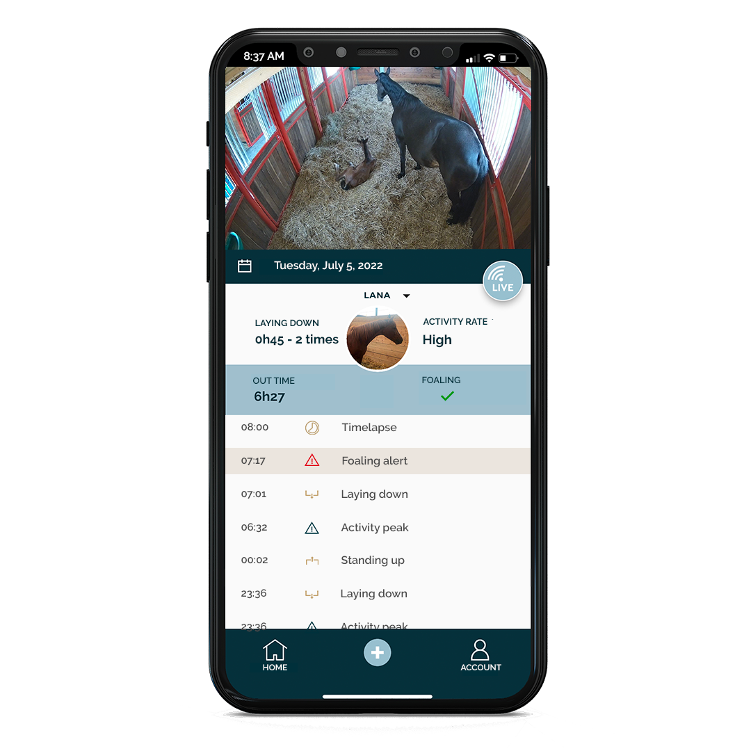 mock-up-foaling mock-up-foaling